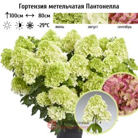 Гортензия метельчатая PANTONELLA