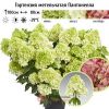 Гортензия метельчатая PANTONELLA