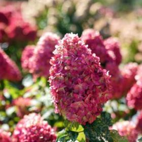 Гортензия метельчатая LIMELIGHT PRIME (М-А)