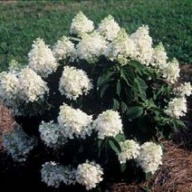 Гортензия метельчатая BABY LACE (М-А)