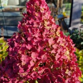 Гортензия метельчатая BJ (М-А)