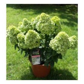 Гортензия метельчатая LITTLE LIME