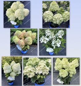 Гортензия метельчатая BLOOMULUS STRATIX (М-А)