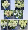Гортензия метельчатая BLOOMULUS STRATIX