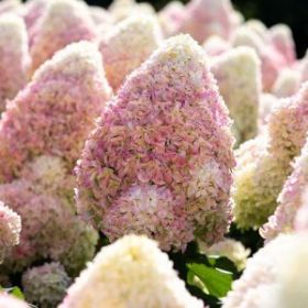 Гортензия метельчатая SUMMER LOVE