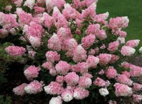 Гортензия метельчатая VANILLE FRAISE