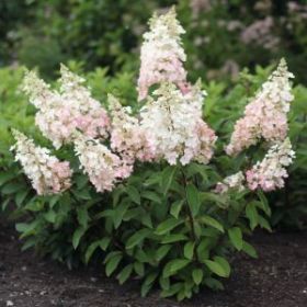 Гортензия метельчатая CANDLELIGHT (М-А)