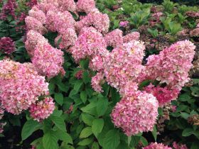 Гортензия метельчатая MAGICAL CANDLE