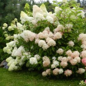 Гортензия метельчатая PHANTOM