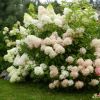 Гортензия метельчатая PHANTOM
