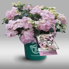 ГОРТЕНЗИЯ АМП ФРЕНЧ БОЛЕРО