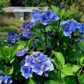 ГОРТЕНЗИЯ КРУПН ZORRO