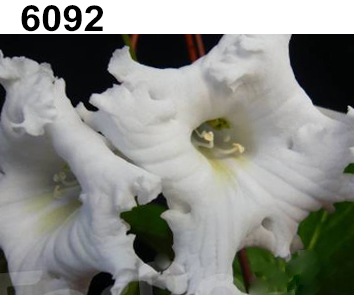 6092 (Клещински)