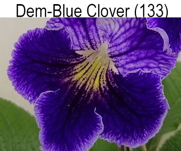 Dem-Blue Clover (Демченко)