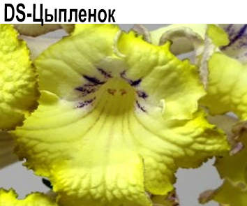 DS-Цыпленок (Диметрис) НОВИНКА КАТАЛОГА!