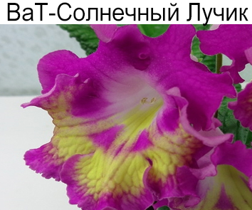 ВаТ-Солнечный  Лучик (Валькова)