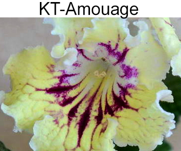 КТ-Амуаж (Amouage) ( И. Кабановой и Е. Трофименко.)  НОВИНКА КАТАЛОГА!