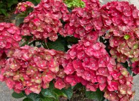 ГОРТЕНЗИЯ КРУПН МЭДЖИКАЛ РУБИ ТЬЮЗДИ