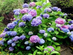 ГОРТЕНЗИЯ КРУПН ЭНДЛЕСС САММЕР ОРИГИАЛ