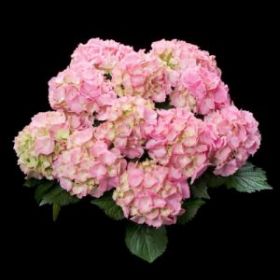 ГОРТЕНЗИЯ КРУПН ПИНК СЕНСЕЙШН