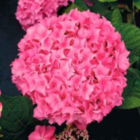 ГОРТЕНЗИЯ КРУПН СВИТ КАПКЕЙК