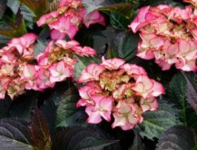 ГОРТЕНЗИЯ КРУПН ТИФФАНИ ПИНК