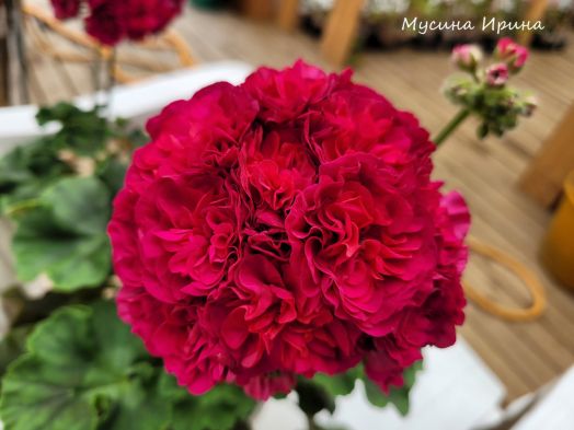 ИВ Есфирь Прекрасная № 0387