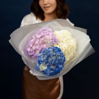 Гортензия 3 шт