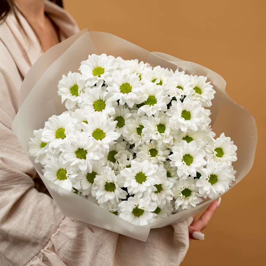 Хризантема (сорт Бакарди) 5 шт