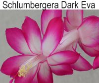 Шлюмбергера Dark Eva