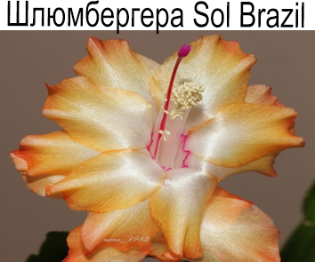 Шлюмбергера Sol Brazil
