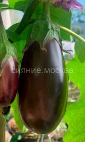 Баклажан Королевский размах (Уральский Дачник)