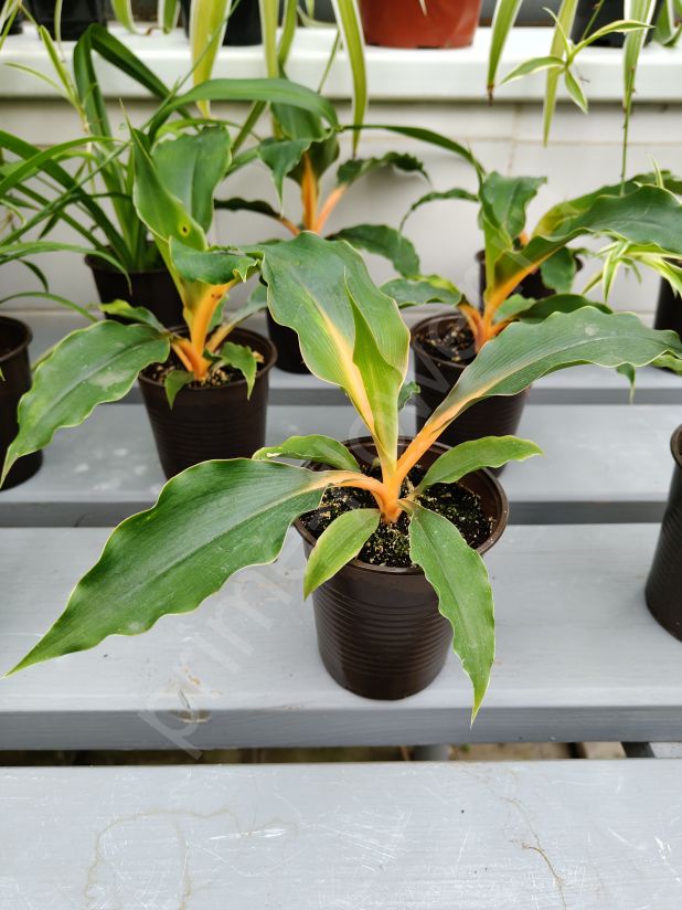 Хлорофитум Грин Оранж