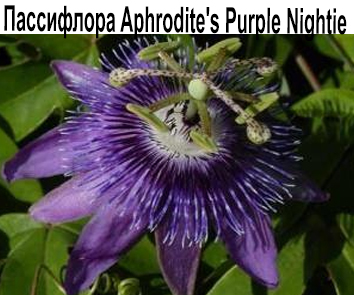 Пассифлора Aphrodite's Purple Nightie  НОВИНКА КАТАЛОГА!