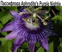 Пассифлора Aphrodite's Purple Nightie