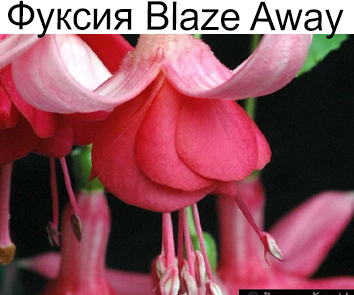 Фуксия Blaze Away
