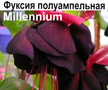 Фуксия Millenium  полуамп