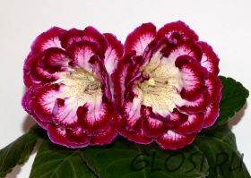 ЕН-Гламурная Сердцеедка (сел.Е.Николаева) Новинка 2025!