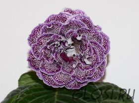 ЕН-Тарантелла (сел.Е.Николаева)