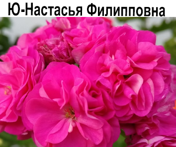 Пеларгония розебудная Ю-Настасья Филипповна  НОВИНКА КАТАЛОГА!