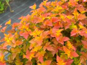 Пузыреплодник Amber Jubilee