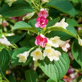 Вейгела Marjorie