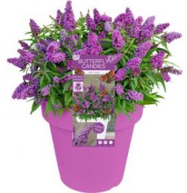 Буддлея Давида Butterfly Candy Little Purple