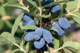 Жимолость Honey Bee