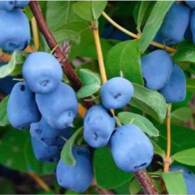 Жимолость Синий Шар