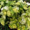 Калина Aureovariegata