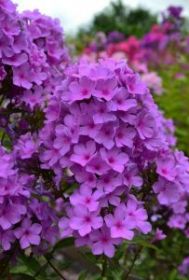 Флокс метельчатый Плюш Сиреневый