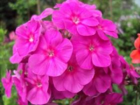 Флокс метельчатый Суфле смородина