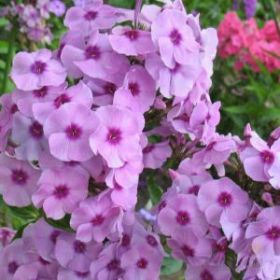 Флокс метельчатый Чио Чио Сан