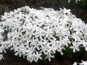 Флокс шиловидный "White Delight"
